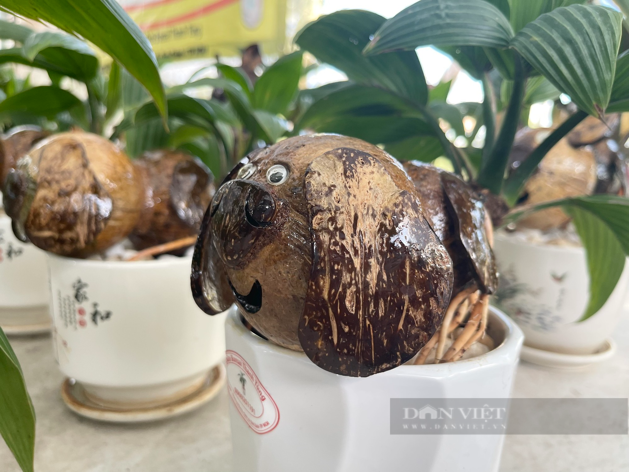 Từ quả dừa khô bỏ đi, nông dân Sài Gòn làm giàu nhờ tạo bonsai độc lạ - Ảnh 6.