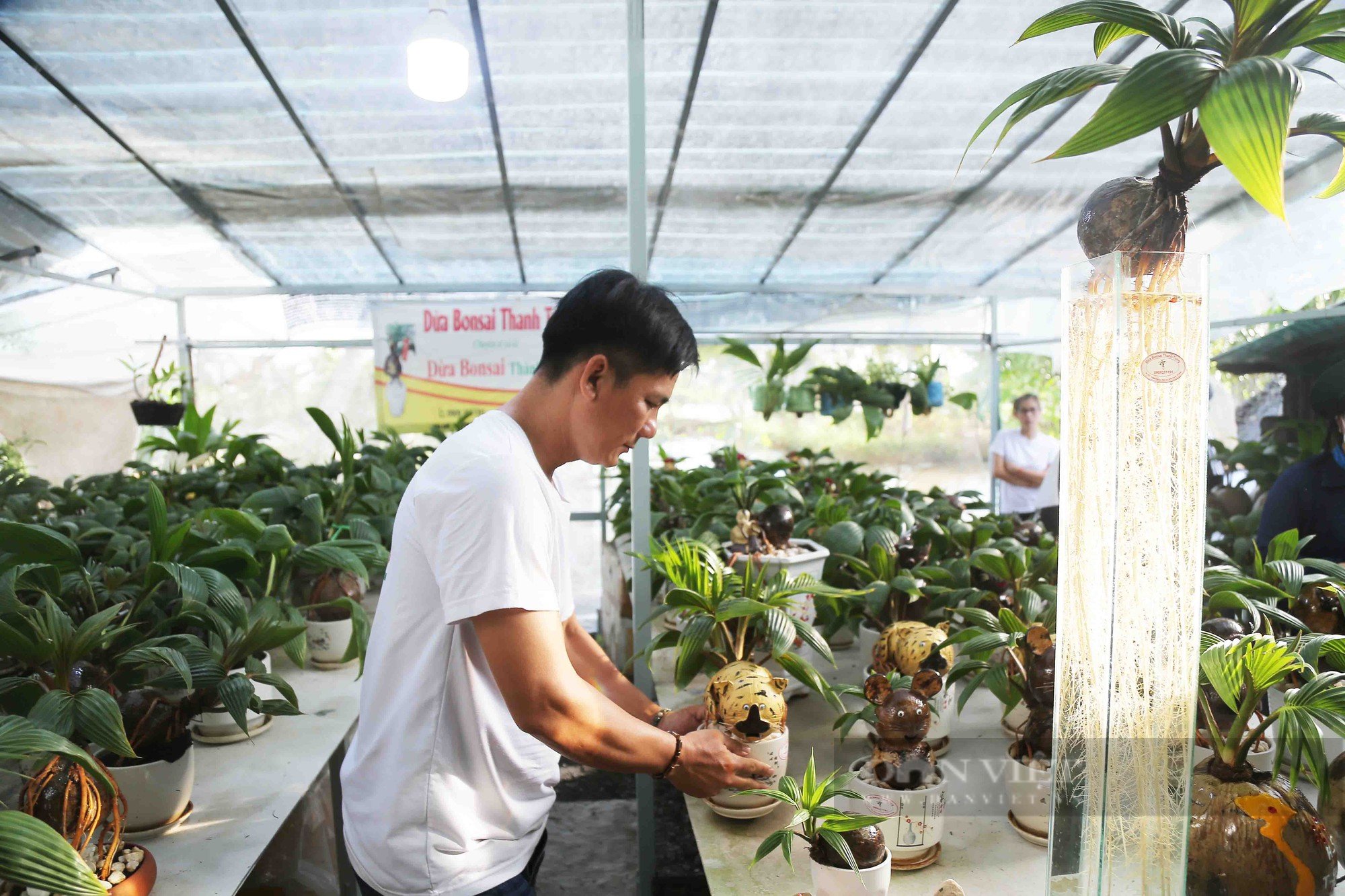 Từ quả dừa khô bỏ đi, nông dân Sài Gòn làm giàu nhờ tạo bonsai độc lạ - Ảnh 8.