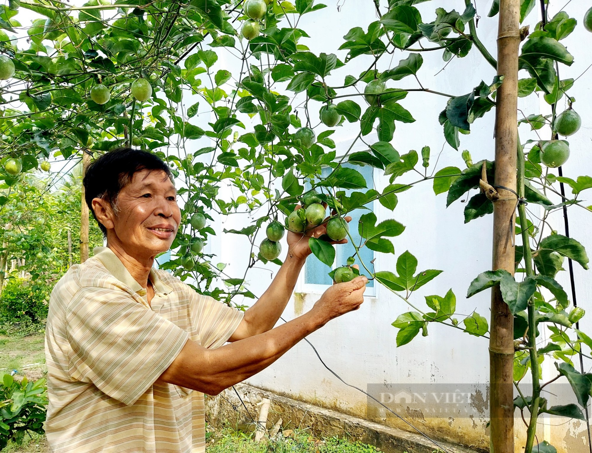 Đem cây chanh dây ghép với cây nhãn lồng, lão nông ở Sóc Trăng trở thành Nông dân Việt Nam xuất sắc năm 2023 - Ảnh 2.