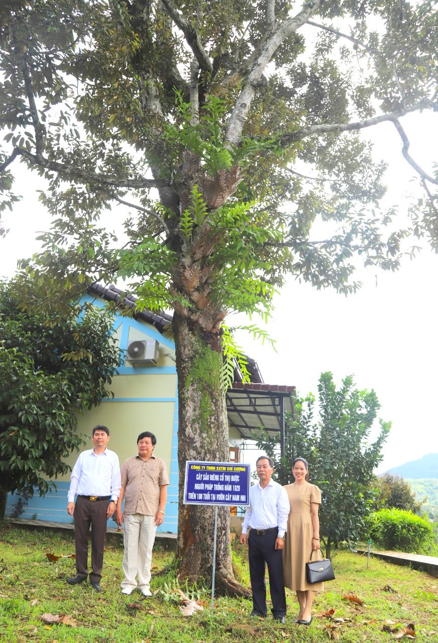 Cây sầu riêng người Pháp trồng ở Lâm Đồng nay đã là cây cổ thụ, vẫn &quot;đẻ sòn sòn&quot; thứ trái ngon - Ảnh 3.