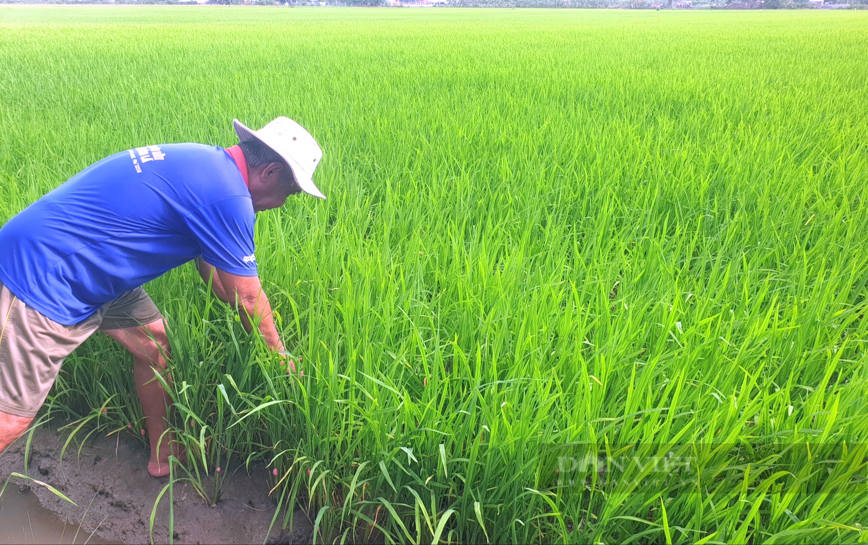 Nhìn lại diễn biến thị trường lúa gạo: Cơ hội nào cho gạo Việt, vì sao người trồng lúa thu nhập vẫn thấp? (Bài 2) - Ảnh 4.