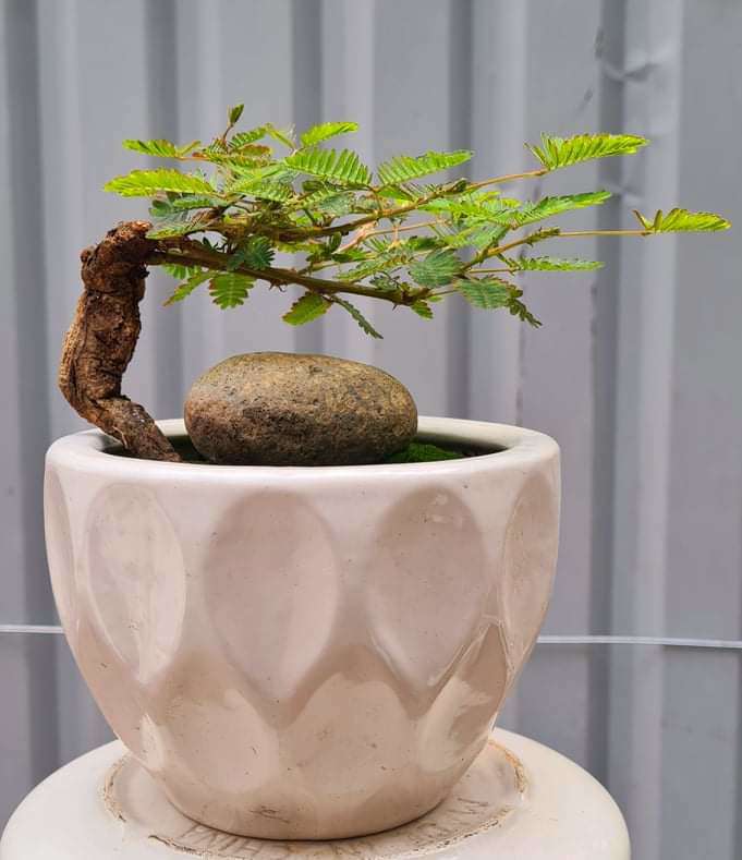 Loại cây mọc dại xưa toàn cuốc bỏ đi, giờ cho vào chậu uốn cành bonsai, chăm 2 tháng bán 500.000 đồng/cây - Ảnh 3.