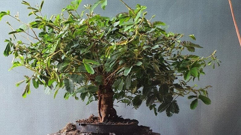 Loại cây mọc dại xưa toàn cuốc bỏ đi, giờ cho vào chậu uốn cành bonsai, chăm 2 tháng bán 500.000 đồng/cây - Ảnh 4.