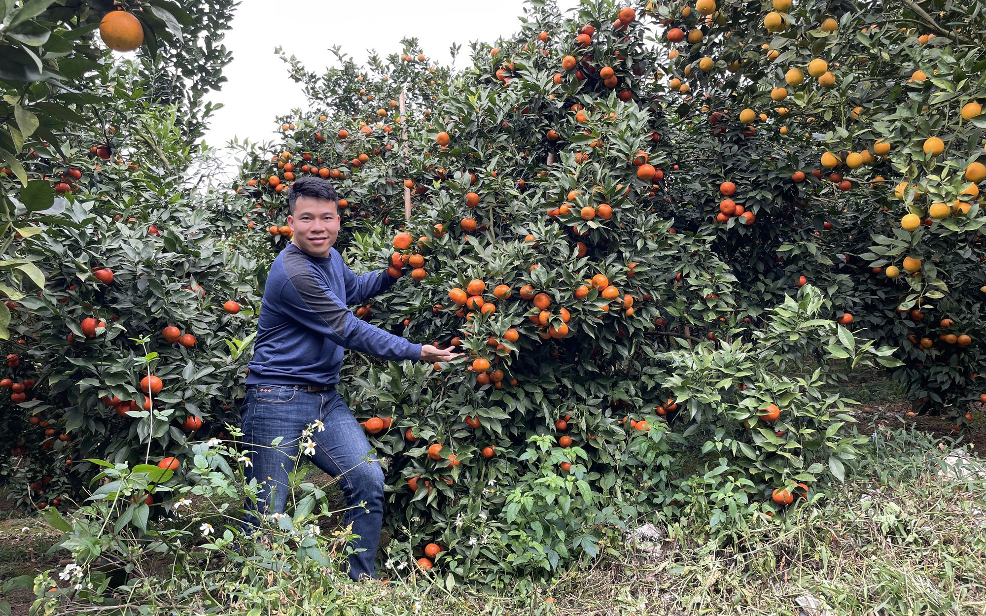 Nạn "giun tặc" hoành hành ở Hòa Bình: Gặp chủ vườn cam 2 lần gửi thư cầu cứu Bộ trưởng Lê Minh Hoan (Bài 1)