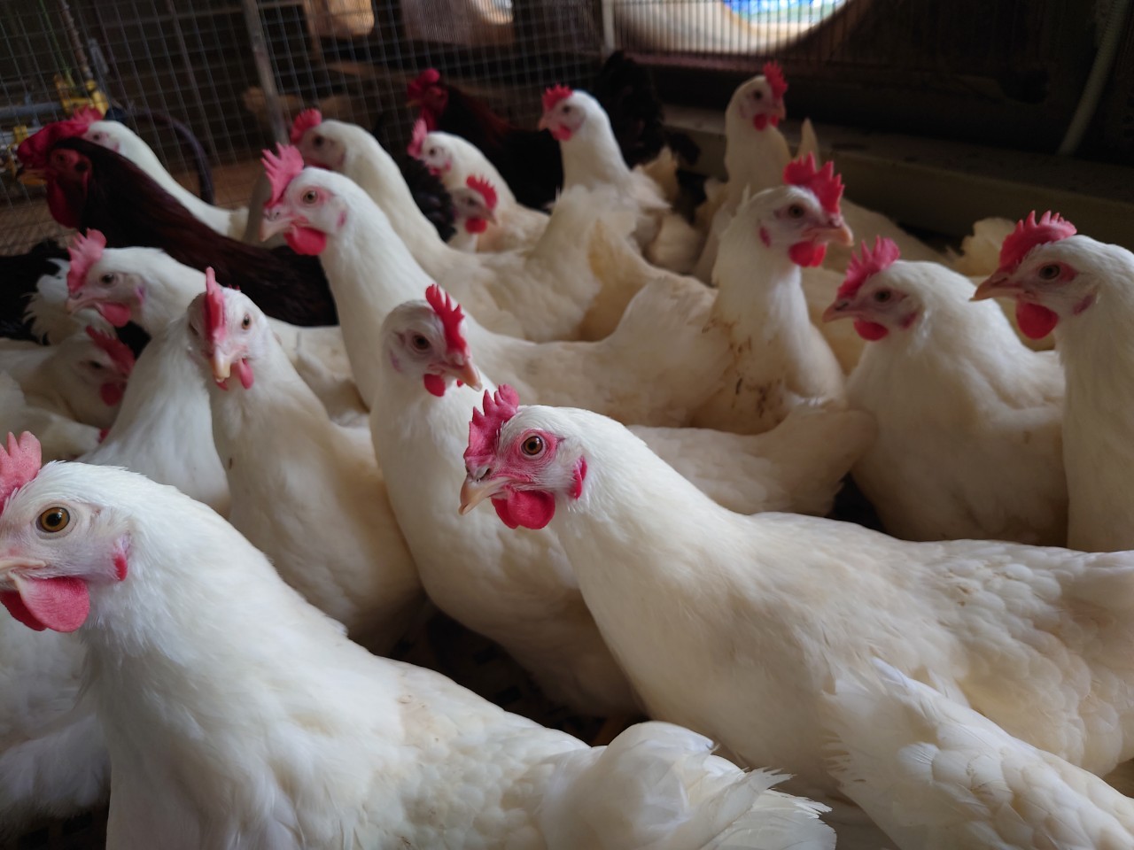 Bán thép lỗ, Hòa Phát bán thêm giống gà đẻ trứng hồng nhập từ Mỹ - Ảnh 1.