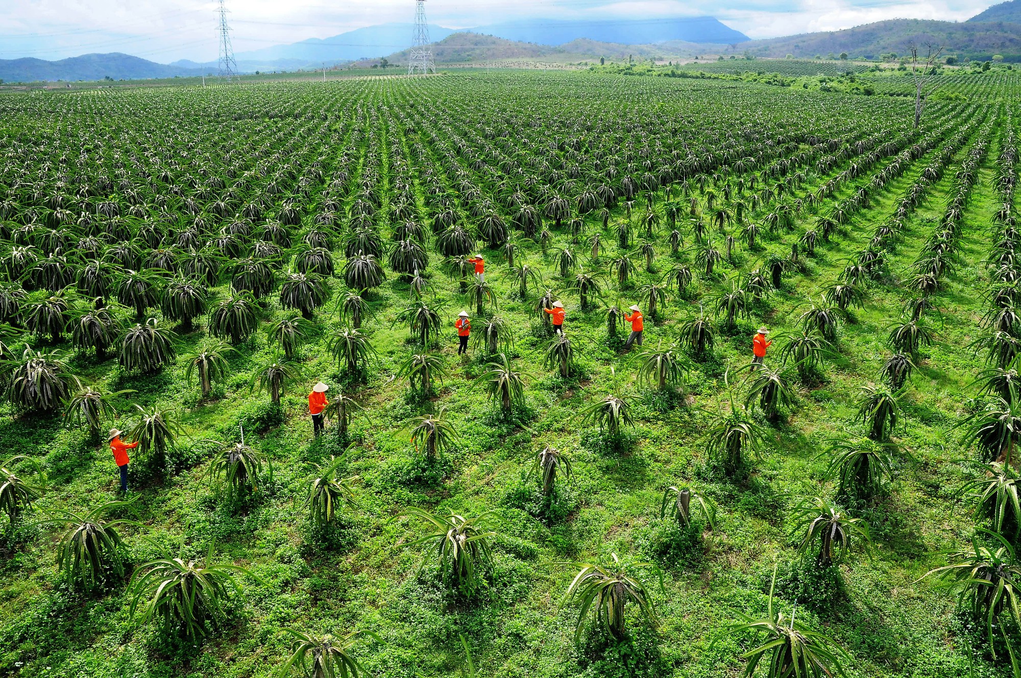 Bình Thuận: Phát triển ngành nông nghiệp hiện đại, bền vững, có giá trị gia tăng cao - Ảnh 4.