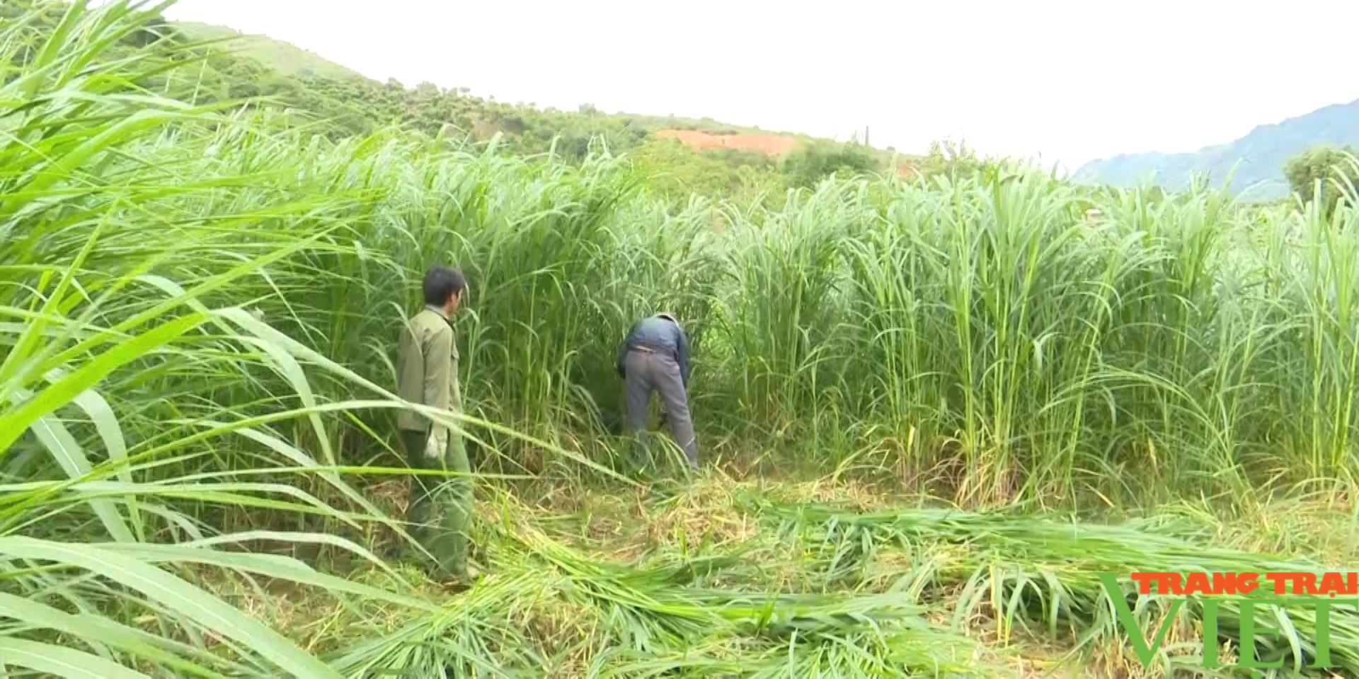 Huyện biên giới Sơn La phát triển chăn nuôi theo hướng sản xuất hàng hoá - Ảnh 5.