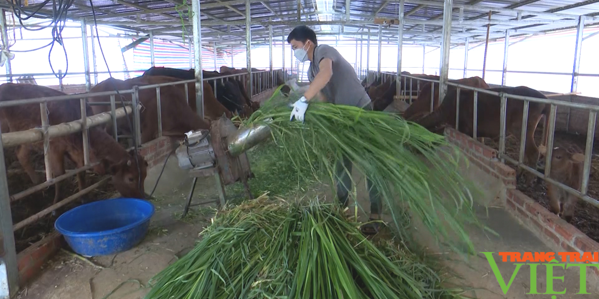 Huyện biên giới Sơn La phát triển chăn nuôi theo hướng sản xuất hàng hoá - Ảnh 6.