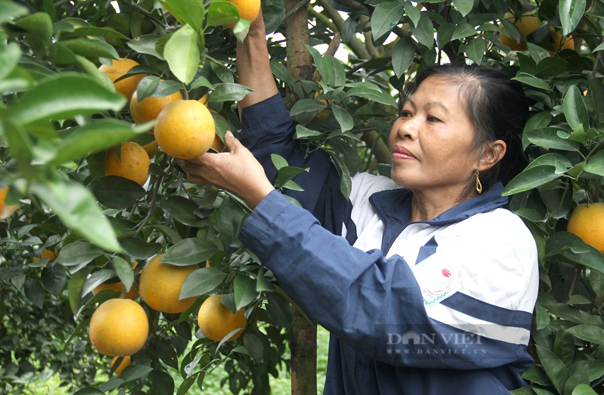 Để cam Vinh không bị xóa sổ ngay chính thủ phủ của mình - Ảnh 4.