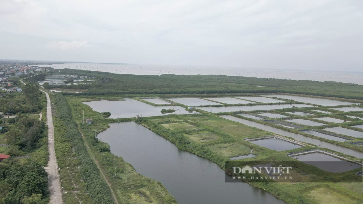 Giám đốc Sở NN&PTNT Thái Bình: &quot;12.500ha tại Khu bảo tồn Tiền Hải chỉ là con số ước lượng, xác định chính xác là 1.320ha&quot; - Ảnh 1.
