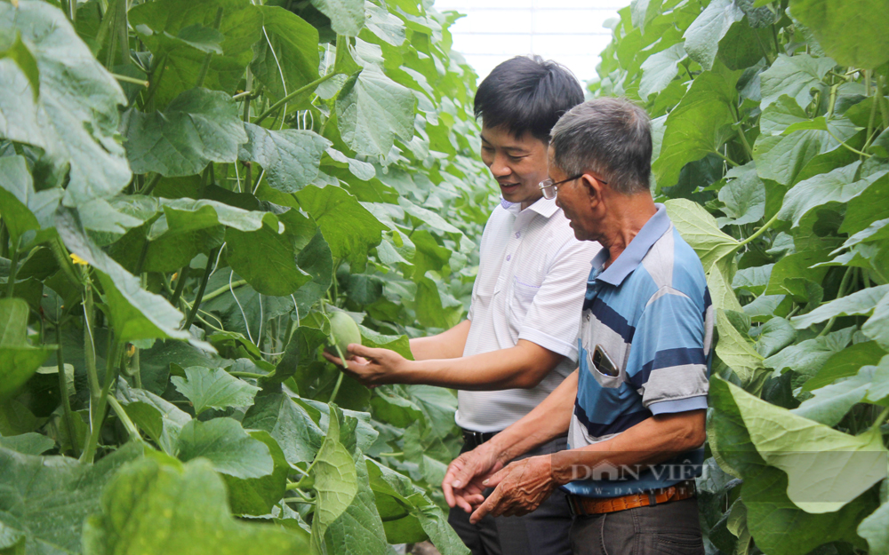 HTX Nông nghiệp công nghệ cao Kim Long tập trung nâng cao năng lực sản xuất theo tiêu chuẩn cho thành viên. Ảnh: Nguyên Vỹ