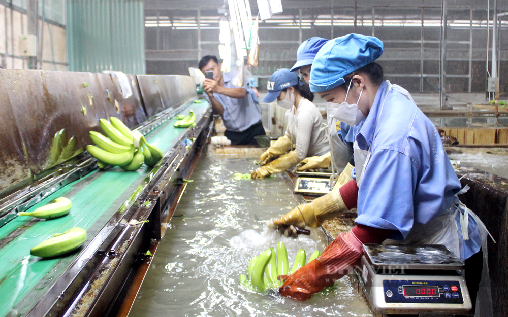 Nhân viên Công ty CP Nông nghiệp U&I sơ chế chuối trước khi đóng hộp xuất khẩu. Ảnh: Nguyên Vỹ
