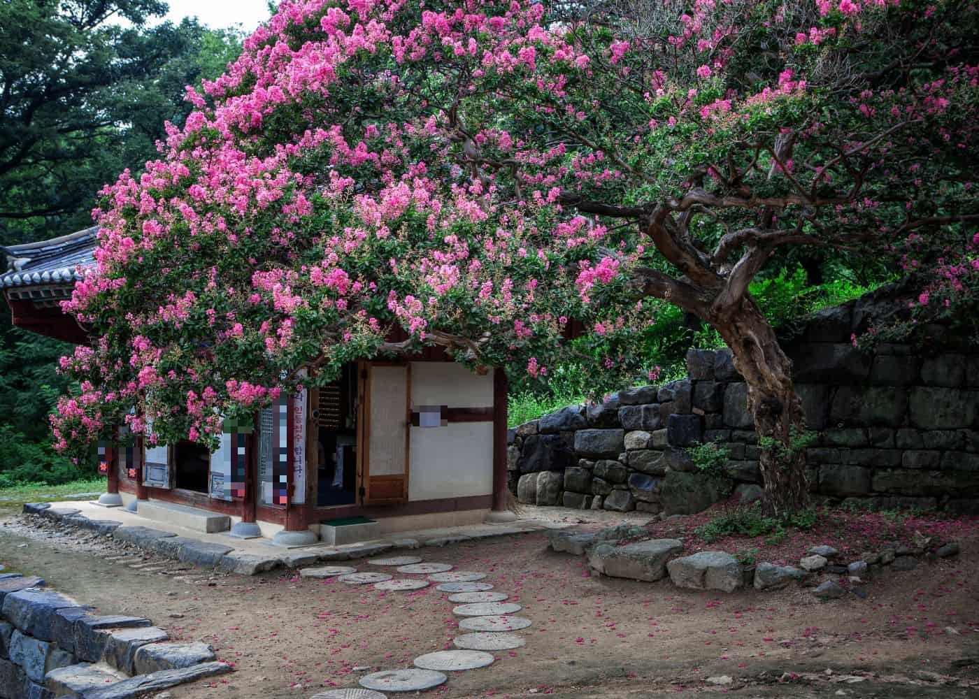 Cây cảnh đang &quot;làm mưa làm gió&quot; trong mùa hè, nở hoa trĩu trịt, trồng ở sân xua xui xẻo, hút tài lộc, may mắn - Ảnh 7.