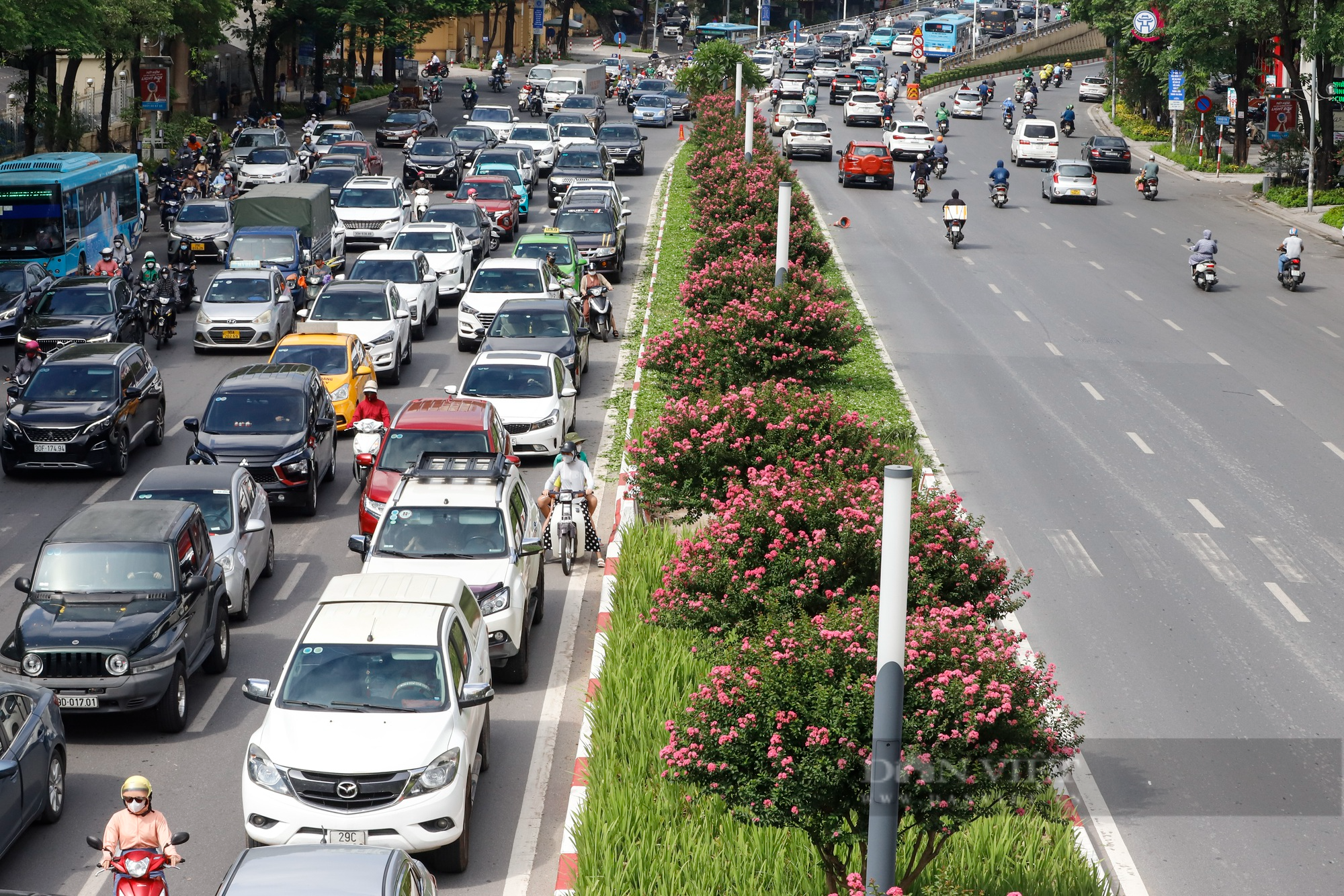 Cây cảnh đang &quot;làm mưa làm gió&quot; trong mùa hè, nở hoa trĩu trịt, trồng ở sân xua xui xẻo, hút tài lộc, may mắn - Ảnh 1.