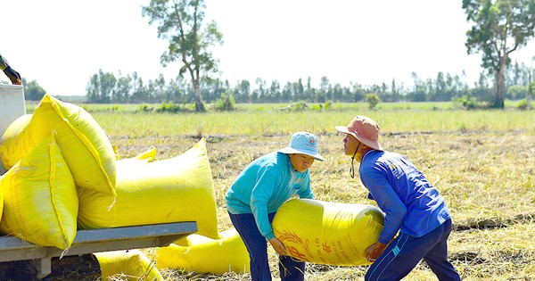 Lật tẩy chiêu đẩy giá lúa, gạo của thương lái