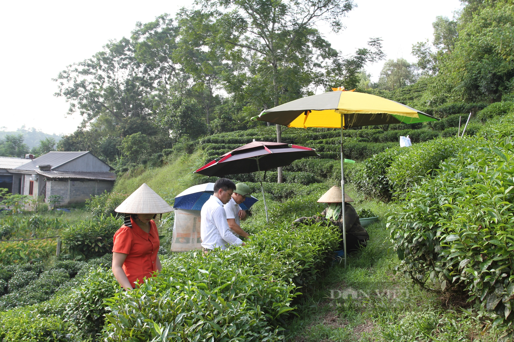 Đưa chè sạch xuất khẩu, ông nông dân Thái Nguyên được bình chọn là Nông dân Việt Nam xuất sắc  - Ảnh 2.