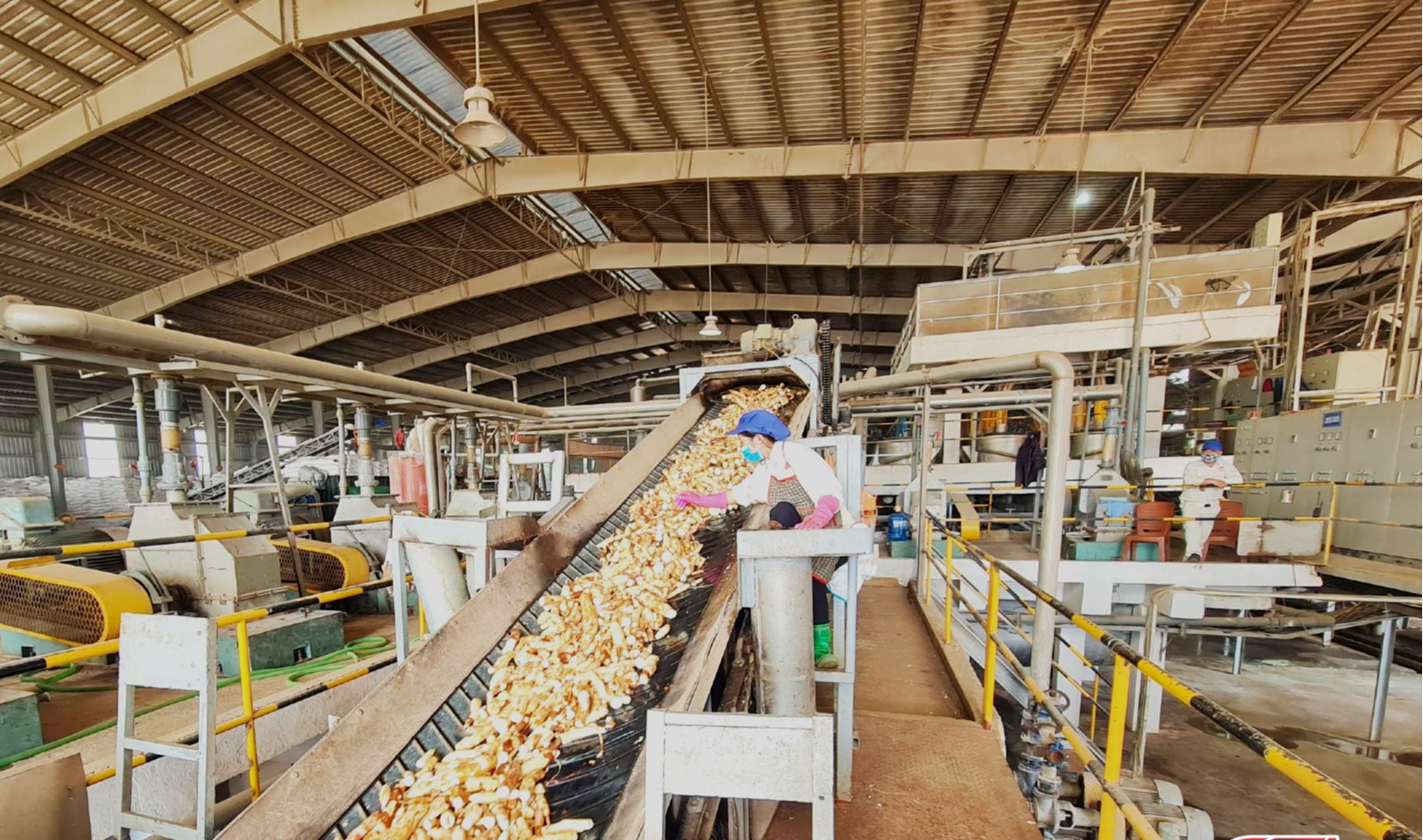 Trung Quốc mua gần 1 triệu tấn một loại tinh bột của Việt Nam để làm gì? - Ảnh 1.