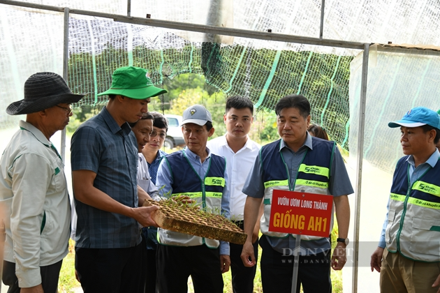 Xây dựng vùng nguyên liệu trồng rừng gỗ lớn ở miền Trung giúp sản phẩm có nguồn gốc, minh bạch trong xuất khẩu - Ảnh 1.