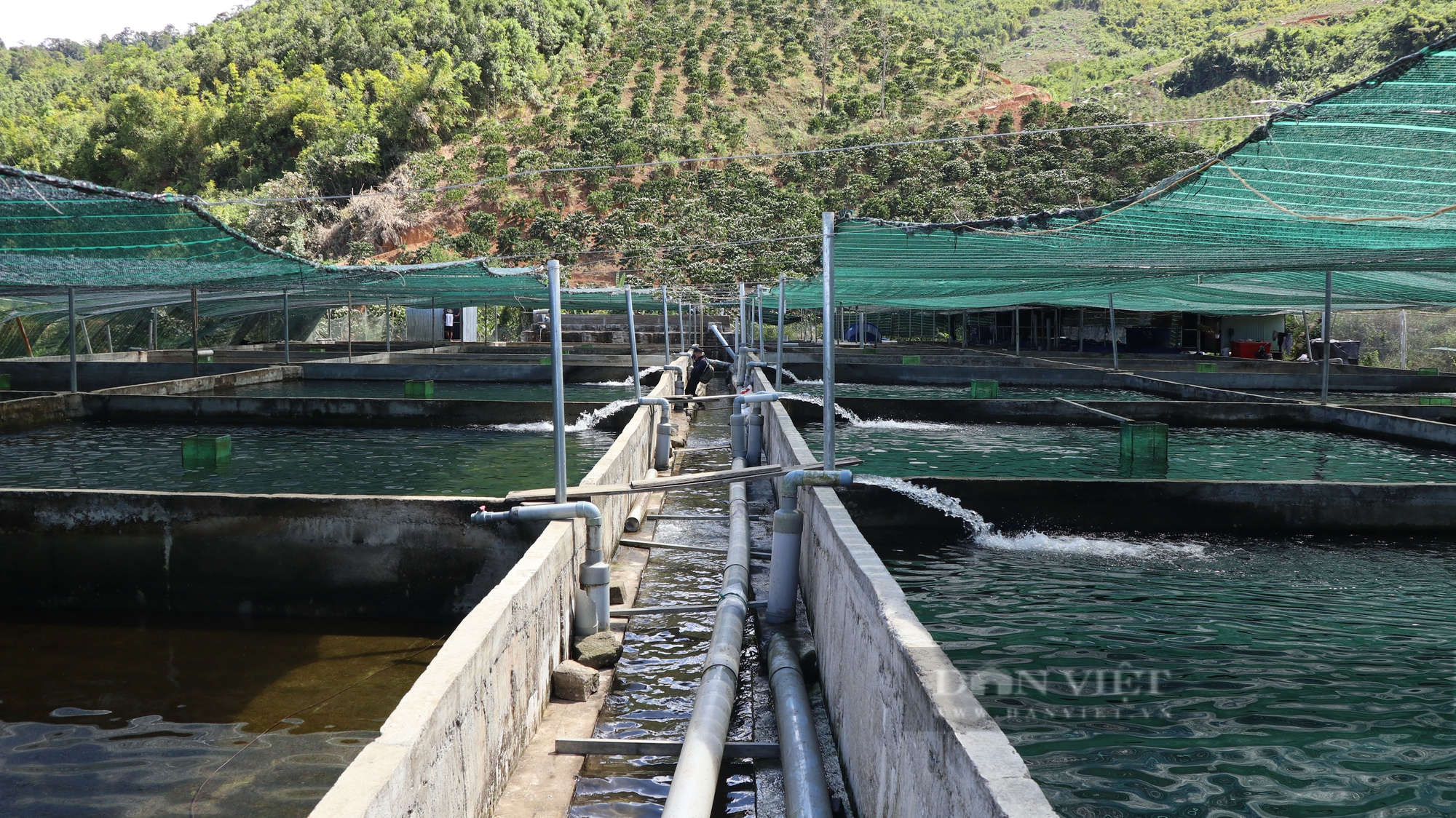 Cận cảnh trang trại nuôi cá tầm mang lại doanh thu 5 tỷ đồng tại Lâm Đồng - Ảnh 2.