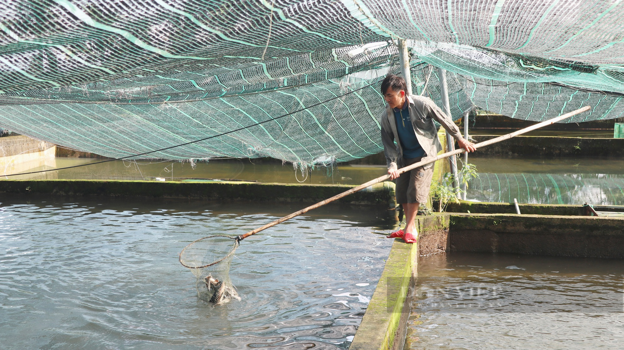 Cận cảnh trang trại nuôi cá tầm mang lại doanh thu 5 tỷ đồng tại Lâm Đồng - Ảnh 11.