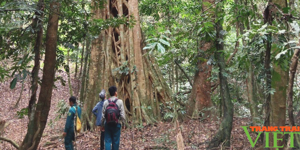 Hạt Kiểm lâm Phù Yên (Sơn La) vì một tương lai xanh - Ảnh 5.