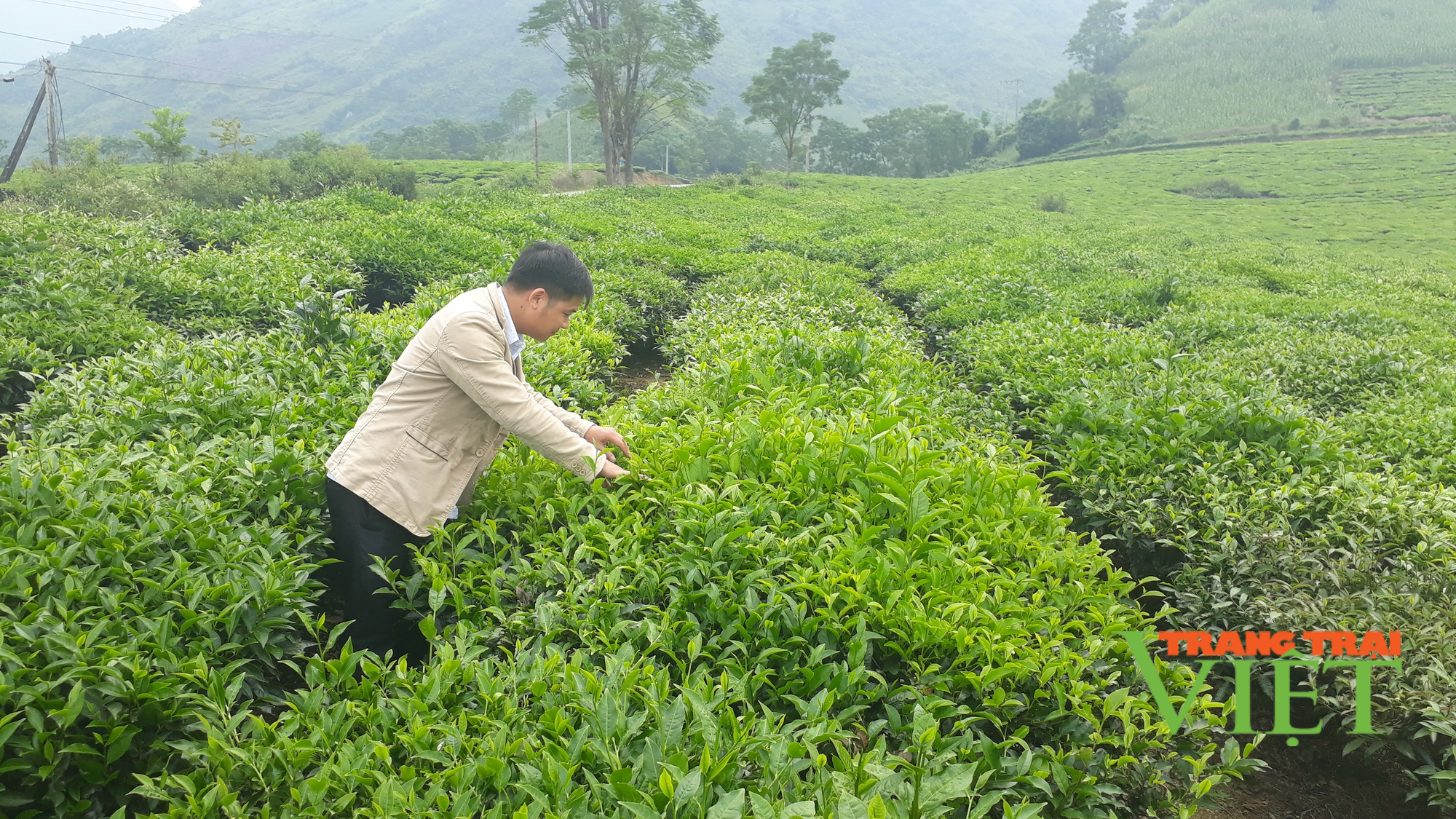 Nông dân Tam Đường thi đua sản xuất kinh doanh giỏi - Ảnh 1.