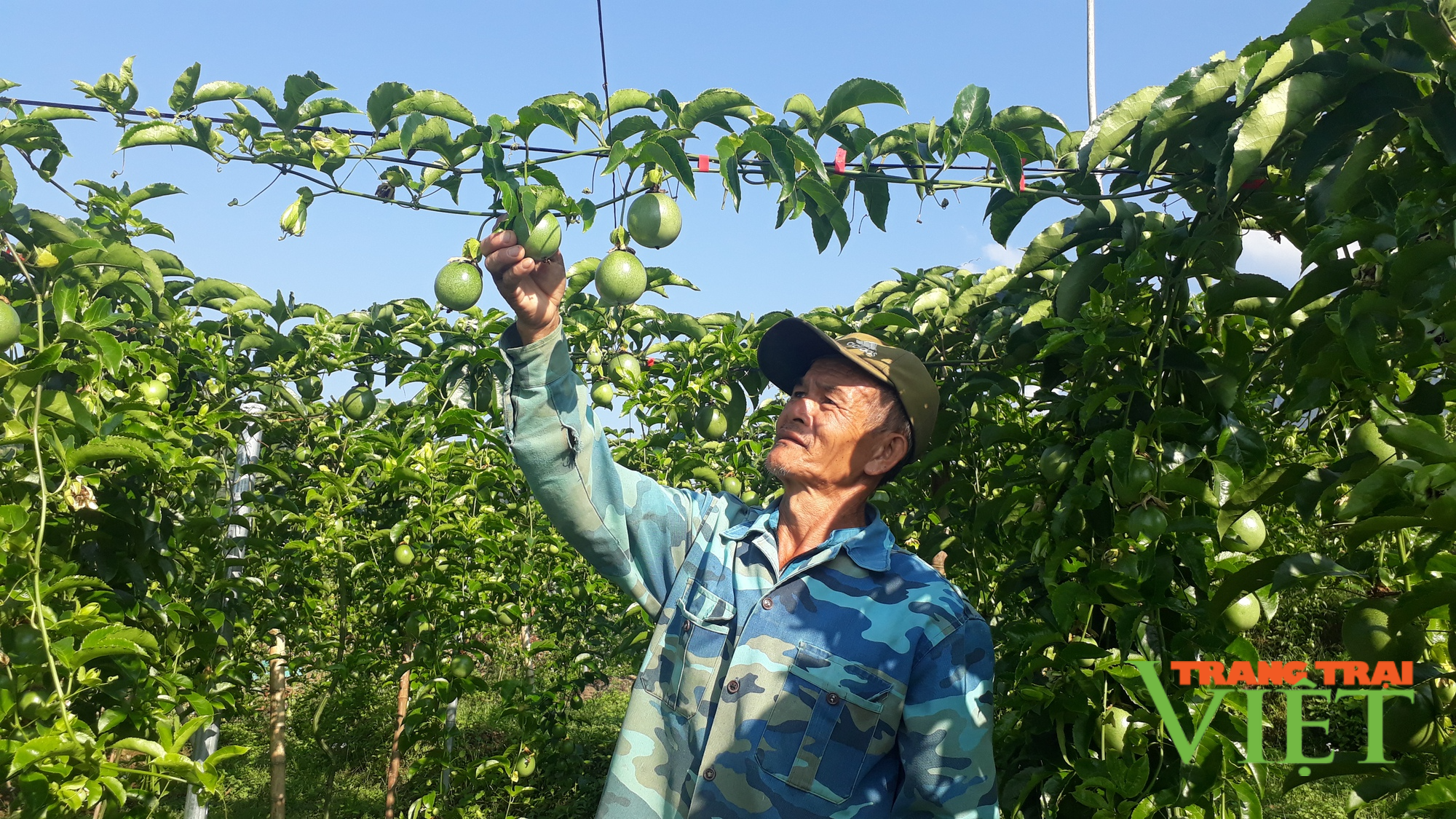 Nông dân Tam Đường thi đua sản xuất kinh doanh giỏi - Ảnh 3.