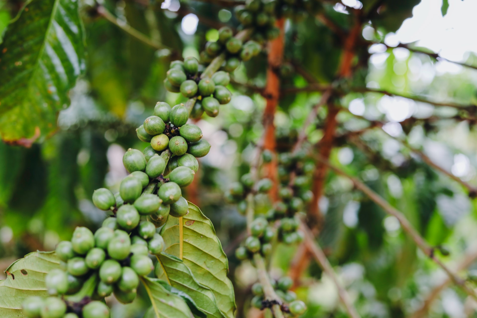 Giá cà phê 23/8: Nguồn cung Robusta tiếp tục cạn, các quỹ đầu cơ làm náo động giá cà phê - Ảnh 3.