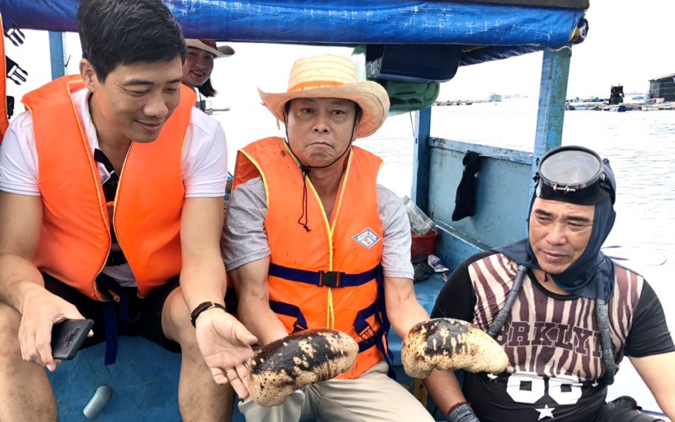 Động vật không xương sống này ví như nhân sâm biển cả, ở Bình Thuận đang có những con to, bự