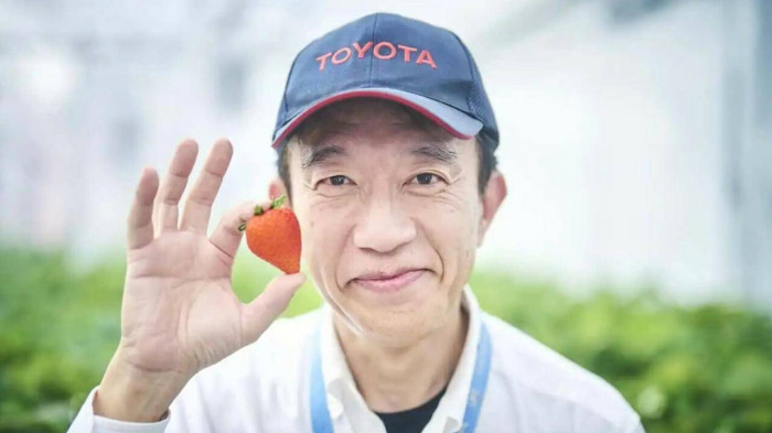 Hãng Toyota trồng dâu tây, cà chua bi tại các nhà máy - Ảnh 1.
