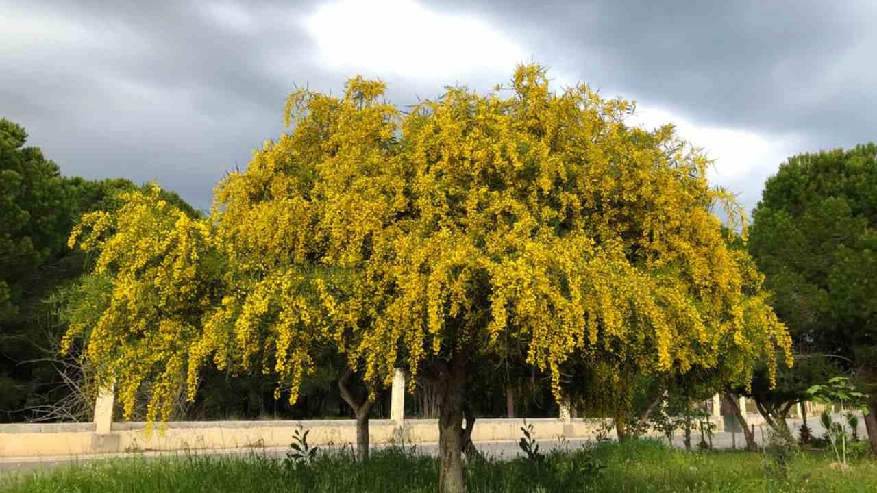 Cây cảnh nở triệu &quot;mặt trời nhỏ&quot;, sắc màu rực rỡ, hương thơm quyến rũ, thắp sáng cả mùa đông ảm đạm - Ảnh 13.