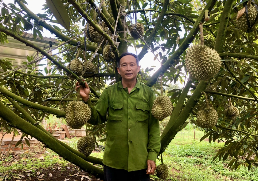 Một nơi ở Gia Lai, ông nông dân trồng hàng trăm &quot;cây tiền tỷ&quot;, mới bẻ trái từ 250 cây đã lãi 1,7 tỷ - Ảnh 1.