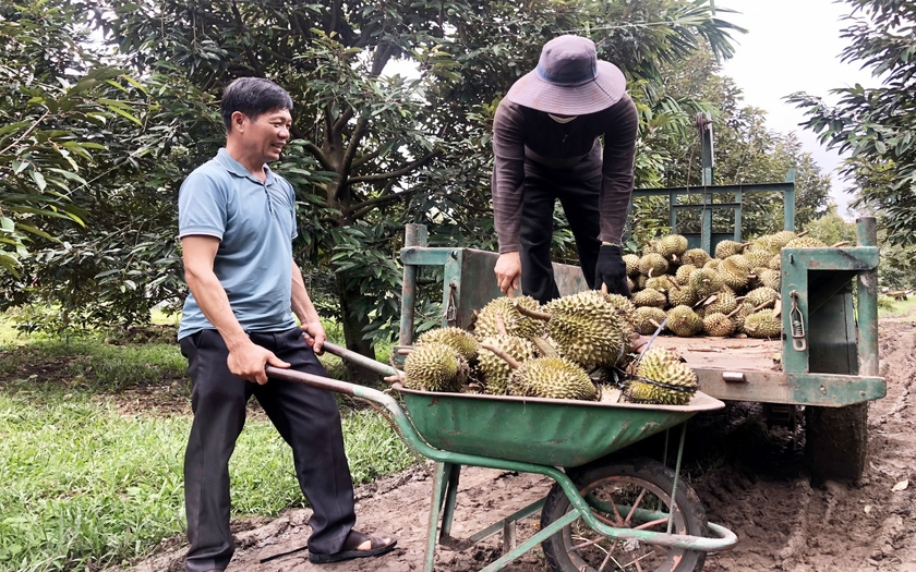 Một nơi ở Gia Lai, ông nông dân trồng hàng trăm &quot;cây tiền tỷ&quot;, mới bẻ trái từ 250 cây đã lãi 1,7 tỷ - Ảnh 2.
