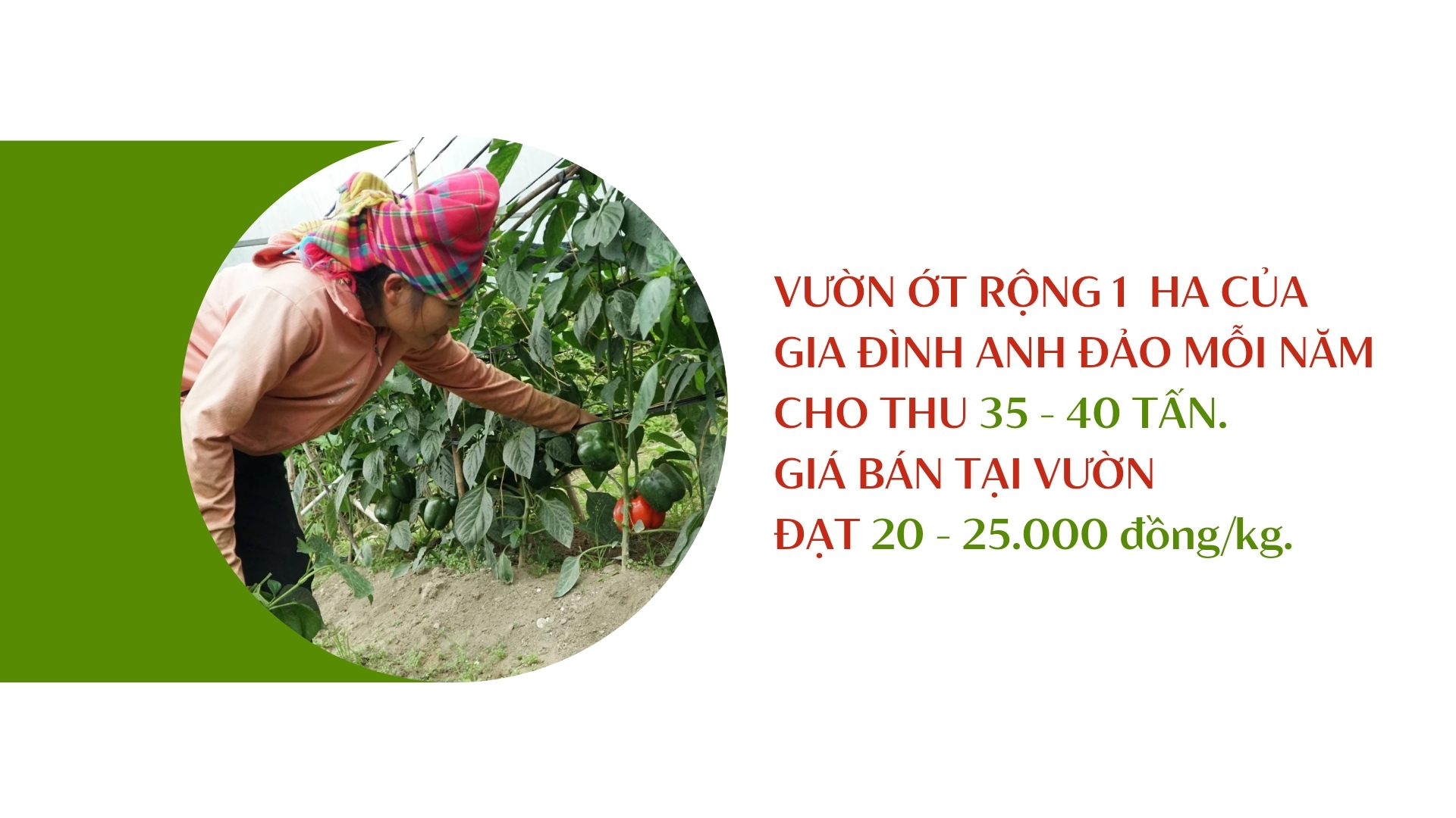 Ớt khổng lồ ở Lào Cai nặng tới 1kg mỗi quả, chẳng cay mà lại ngọt, chế biến thành nhiều đặc sản khó quên - Ảnh 1.