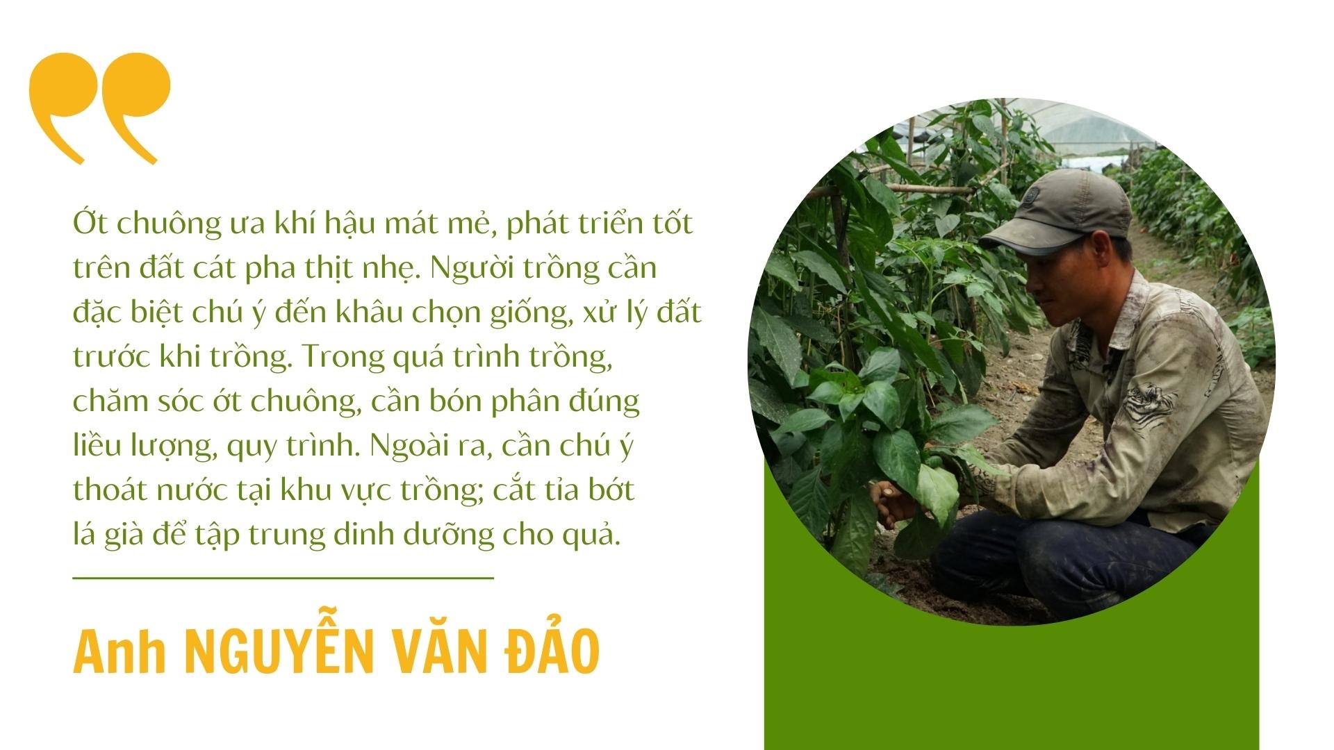 Ớt khổng lồ ở Lào Cai nặng tới 1kg mỗi quả, chẳng cay mà lại ngọt, chế biến thành nhiều đặc sản khó quên - Ảnh 3.