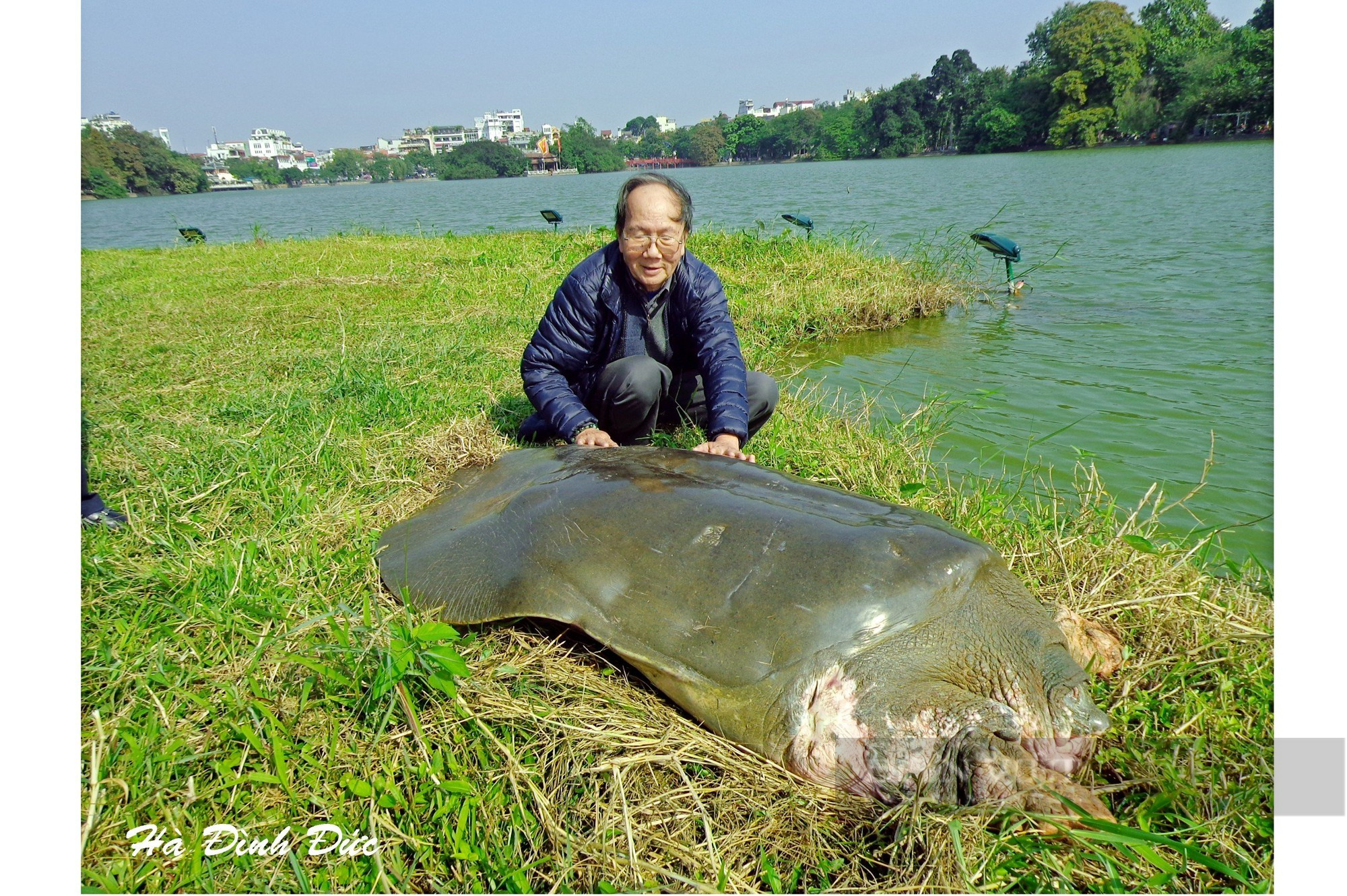 Ký ức Hà Nội: Gần 30 năm gắn bó với cụ rùa ở Hồ Gươm - Ảnh 1.