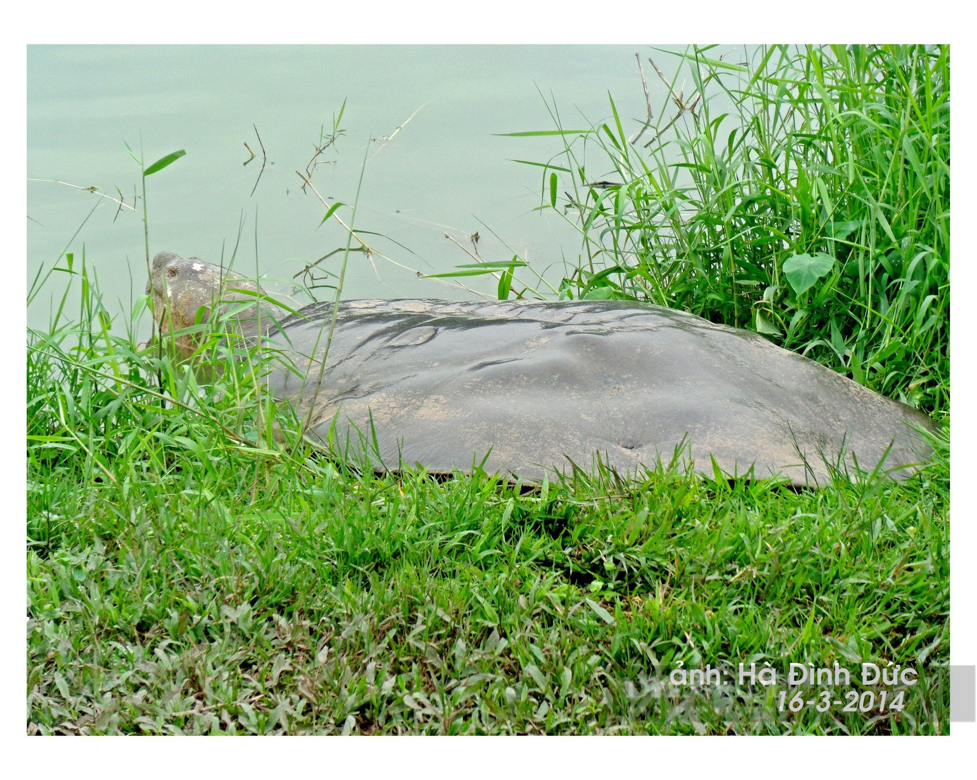 Ký ức Hà Nội: Gần 30 năm gắn bó với cụ rùa ở Hồ Gươm - Ảnh 3.