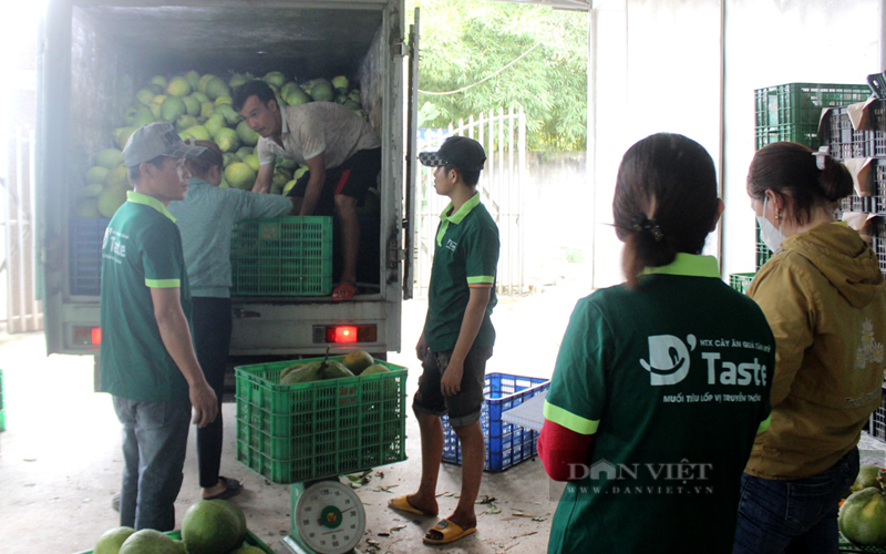 Hoạt động sản xuất, kinh doanh ở HTX cây ăn quả Tân Mỹ, huyện Bắc Tân Uyên, Bình Dương. Ảnh: Nguyên Vỹ