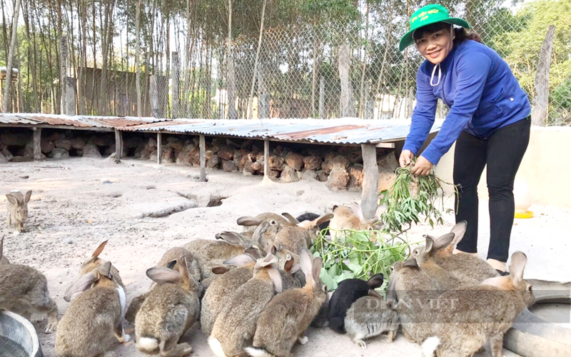 Bà Tăng Thị Hằng ở huyện Phú Giáo là một trong những Nông dân Việt Nam xuất sắc của tỉnh Bình Dương. Ảnh: Nguyên Vỹ