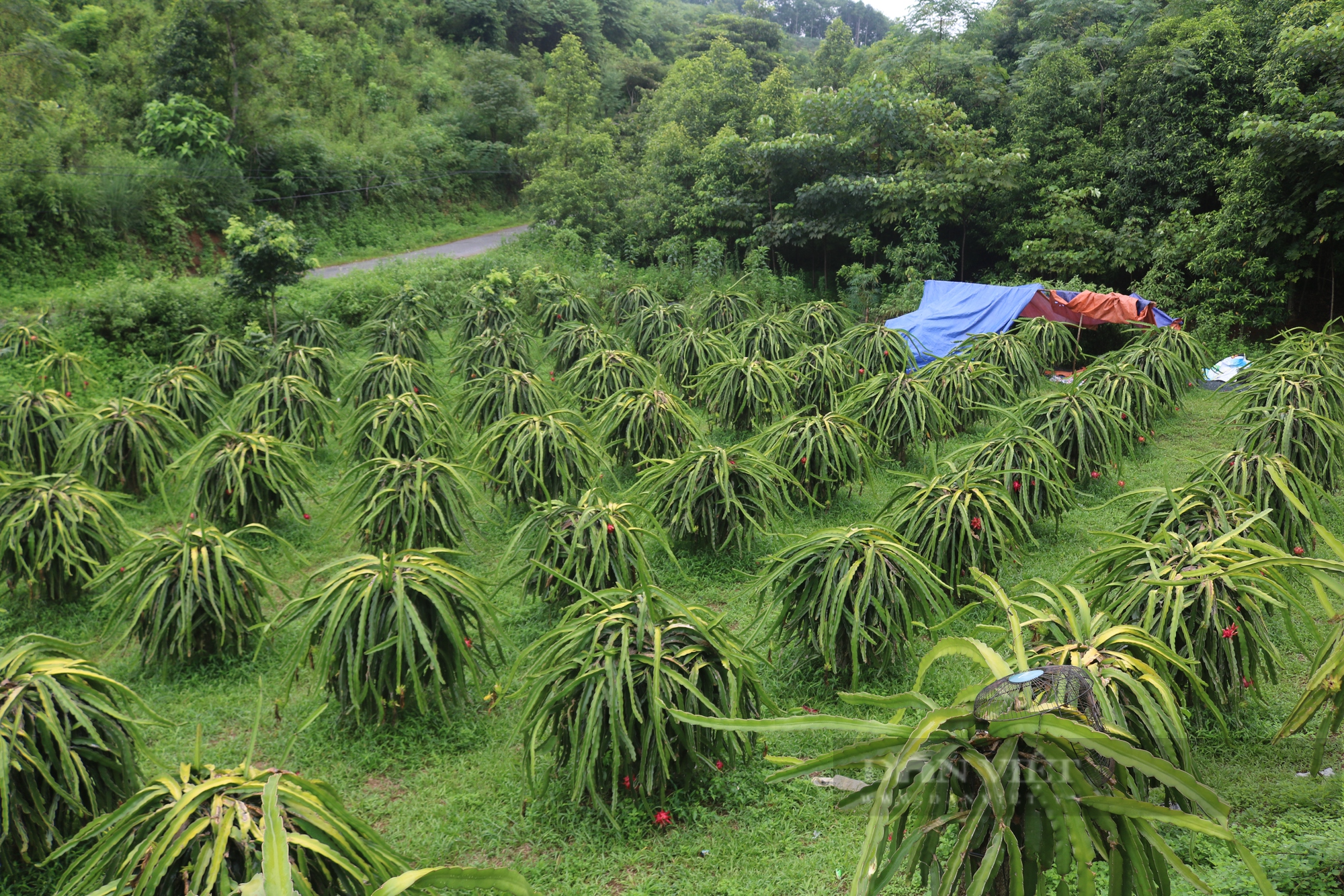 Thanh long ruột đỏ Bình Thuận bén rễ trên đất Lào Cai thành sản phẩm OCOP - Ảnh 1.