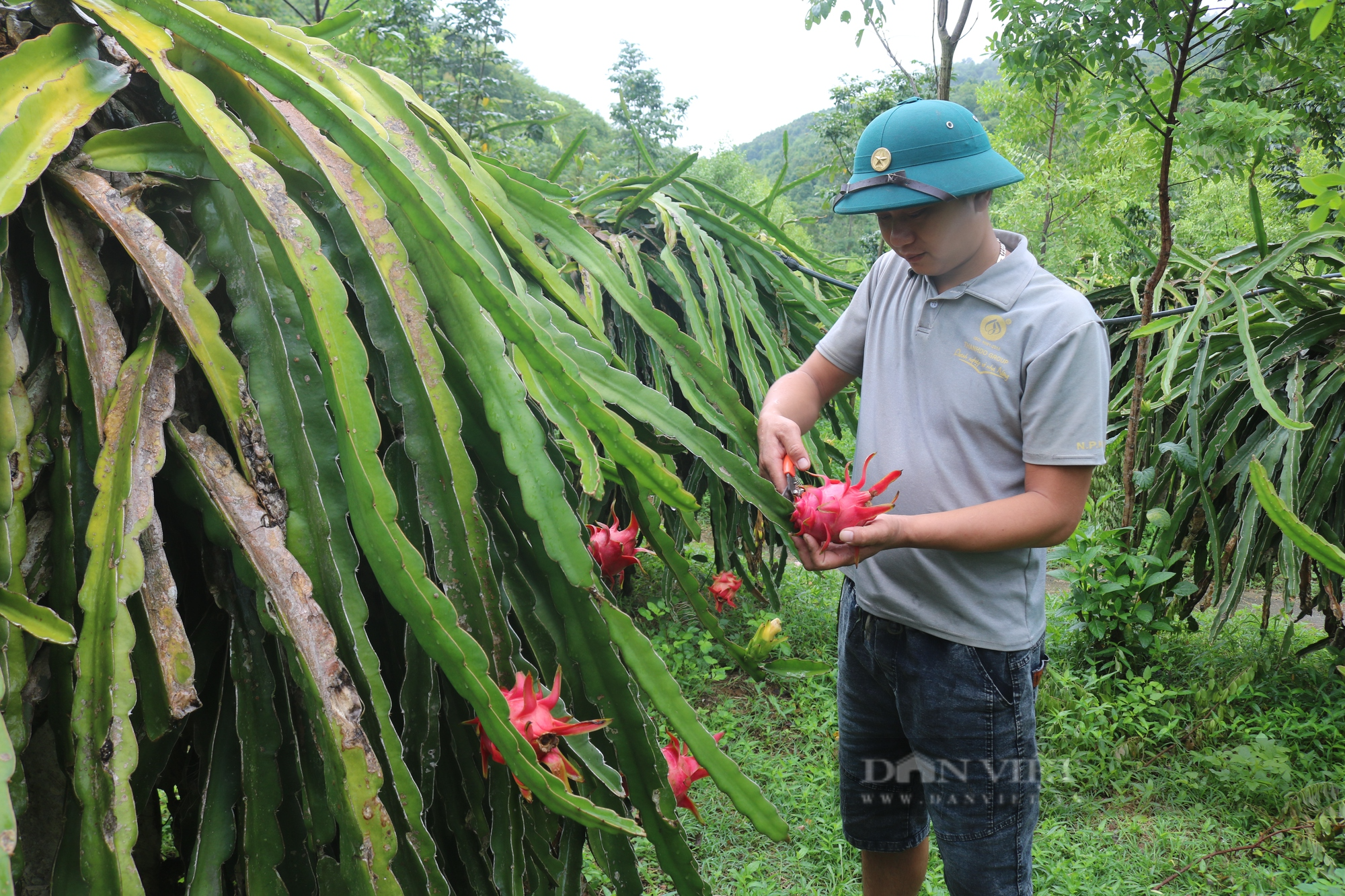 Thanh long ruột đỏ Bình Thuận bén rễ trên đất Lào Cai thành sản phẩm OCOP - Ảnh 2.