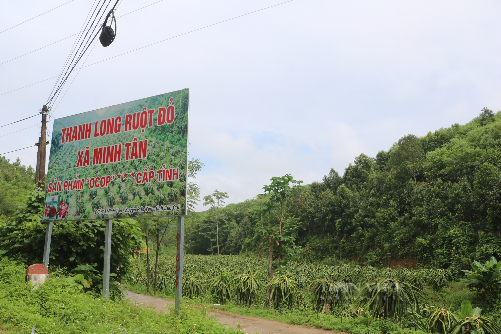 Thanh long ruột đỏ Bình Thuận bén rễ trên đất Lào Cai thành sản phẩm OCOP - Ảnh 4.