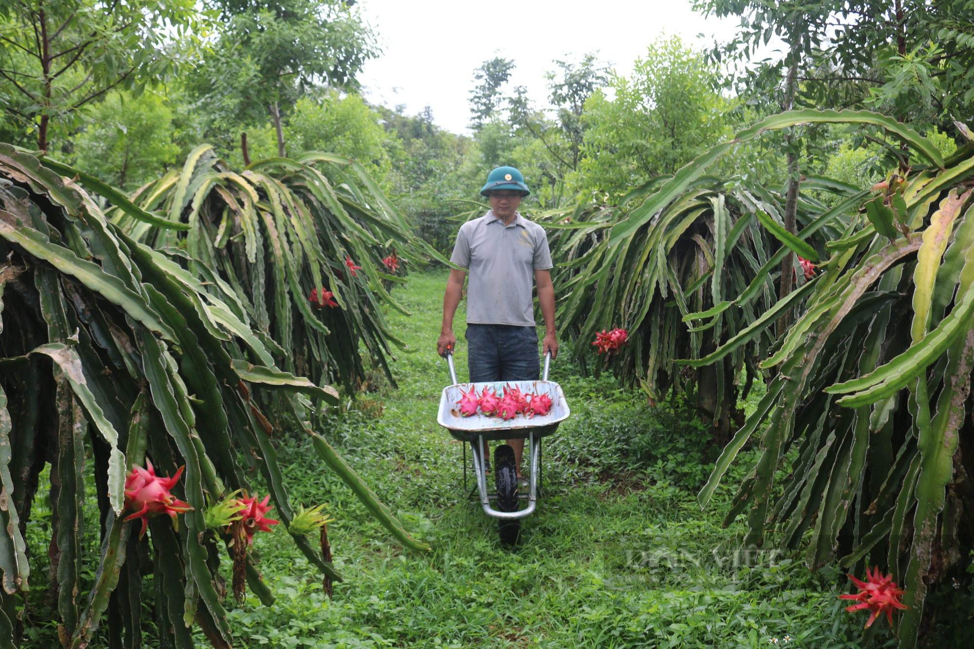 Thanh long ruột đỏ Bình Thuận bén rễ trên đất Lào Cai  - Ảnh 2.