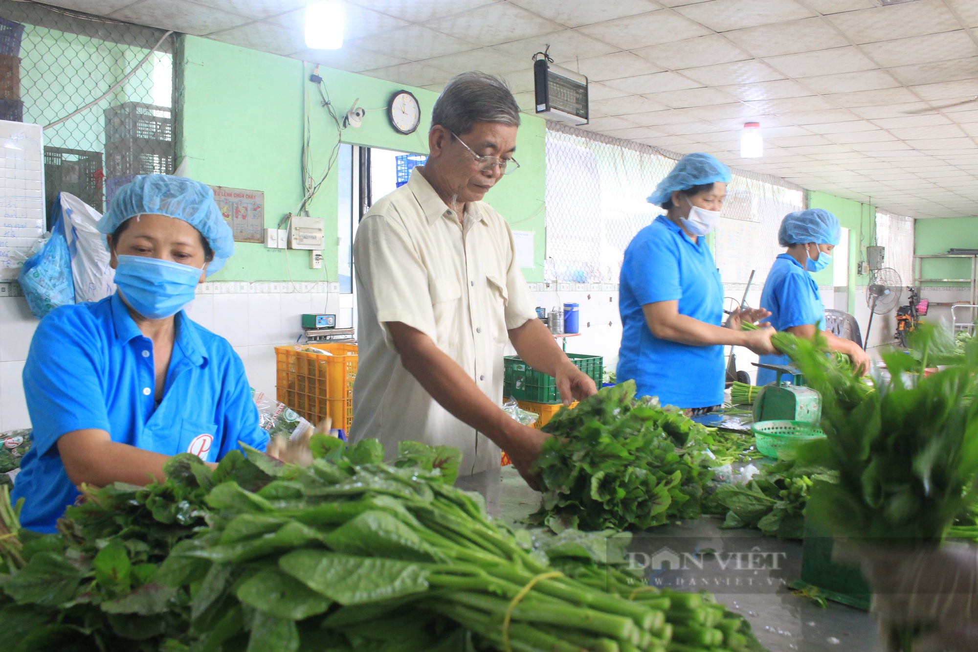 Làm nông nghiệp đô thị, nhiều nông dân huyện nông thôn mới TP.HCM thu tiền tỷ, sắm nhà lầu, xe hơi - Ảnh 2.