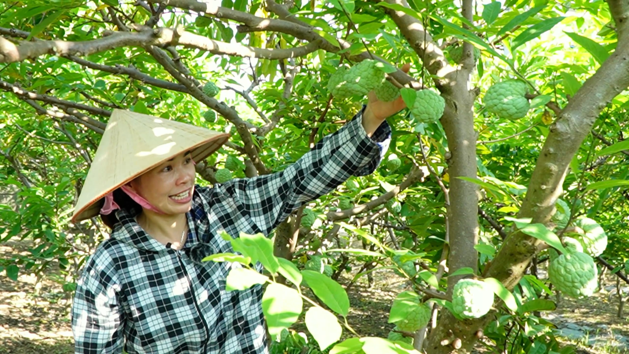 Kiểm soát côn trùng gây hại, nâng cao năng suất cây trồng. - Ảnh 1.