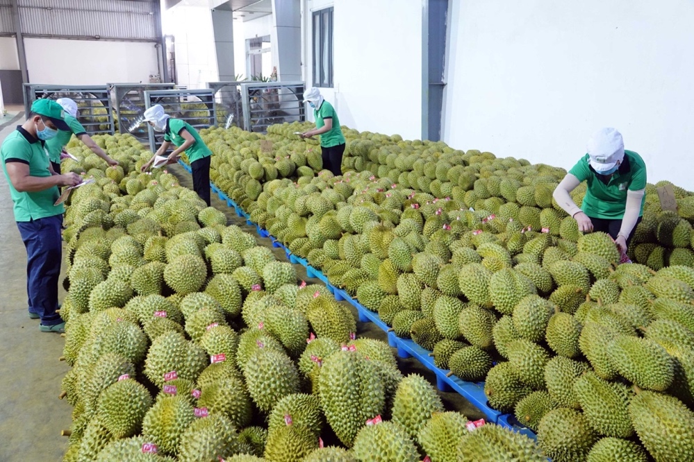 Quy trình sản xuất bền vững giúp phát huy tiềm năng trái cây Việt - Ảnh 1.
