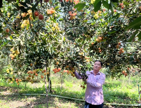 Loại trái cây ngon này ở Vĩnh Long, cây thấp tè mà quả la liệt, cứ 1 công nông dân lời 40 triệu - Ảnh 1.