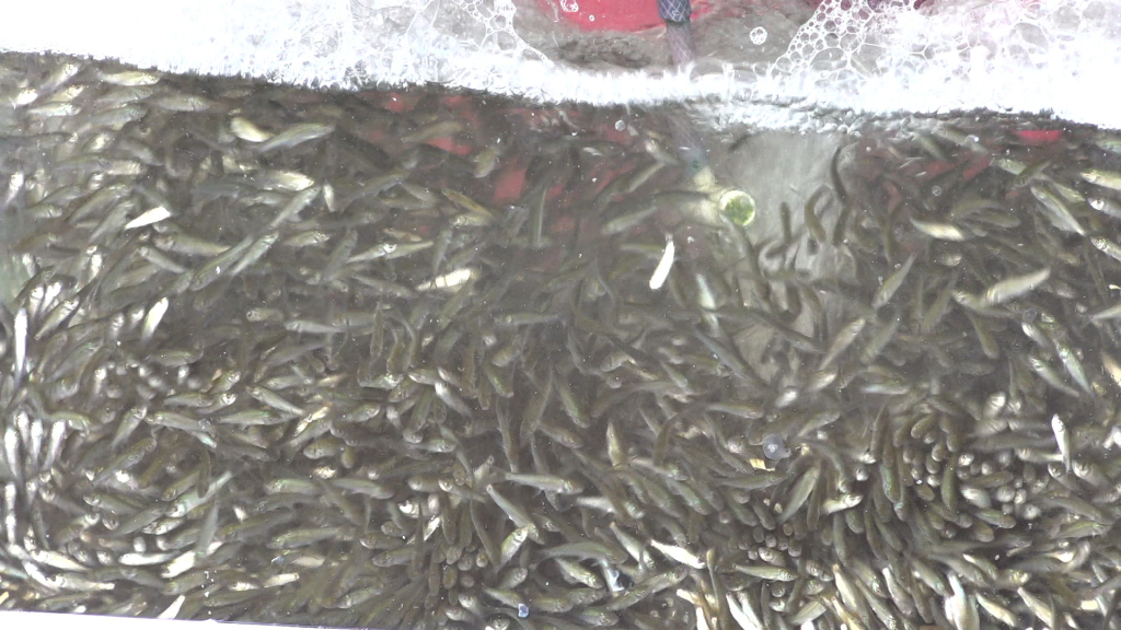 Loại cá đặc sản mong chờ nhất mùa nước nổi đã xuất lộ ở vùng Đồng Tháp Mười của Long An - Ảnh 1.