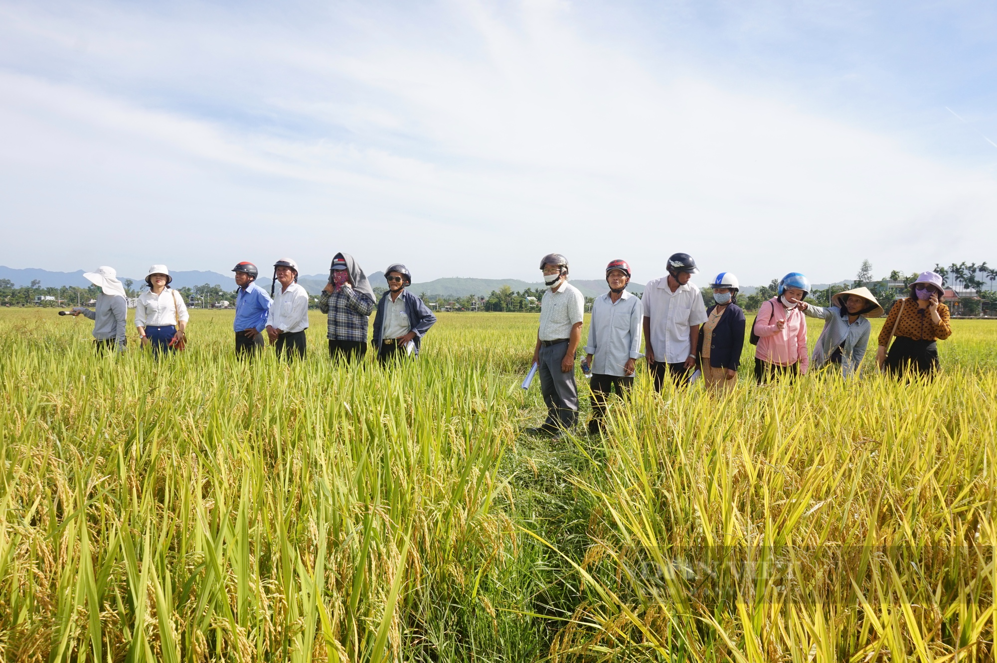 Nông dân Đà Nẵng mê tít bộ đôi giống lúa năng suất, chất lượng của Vinaseed, chống chịu được thời tiết khắc nghiệt - Ảnh 1.