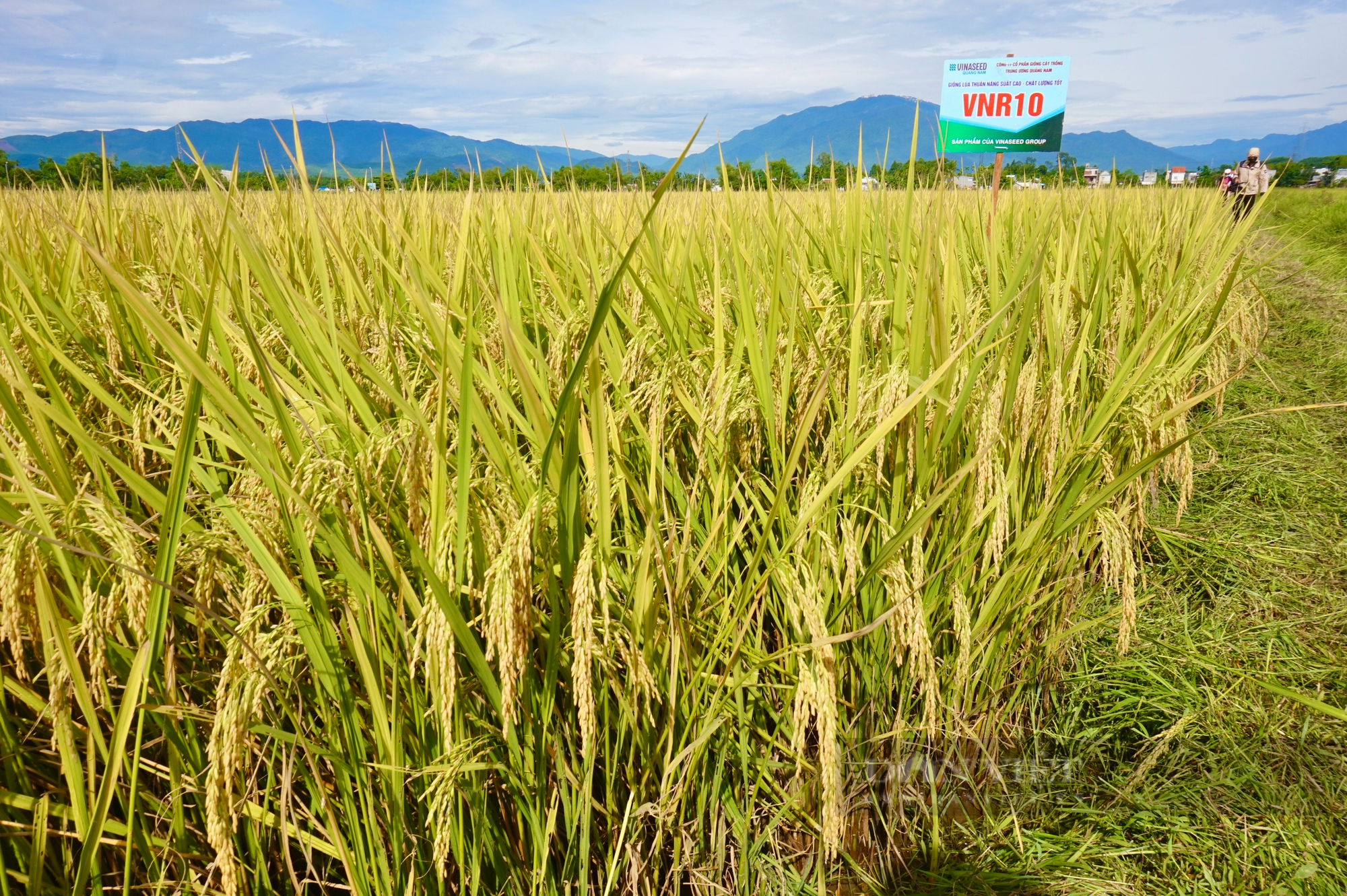 Nông dân Đà Nẵng mê tít bộ đôi giống lúa năng suất, chất lượng của Vinaseed, chống chịu được thời tiết khắc nghiệt - Ảnh 2.